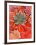 Frozen Autumn Leaves, Close-Up-Stuart Westmorland-Framed Photographic Print