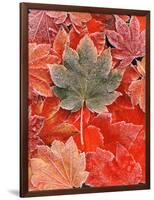 Frozen Autumn Leaves, Close-Up-Stuart Westmorland-Framed Photographic Print