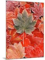 Frozen Autumn Leaves, Close-Up-Stuart Westmorland-Mounted Photographic Print