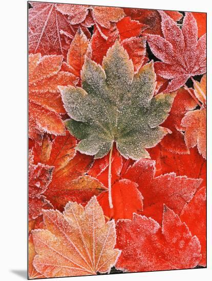 Frozen Autumn Leaves, Close-Up-Stuart Westmorland-Mounted Photographic Print
