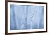 Frozen Beauty-Andreas Stridsberg-Framed Giclee Print