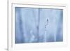 Frozen Beauty-Andreas Stridsberg-Framed Giclee Print