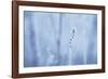 Frozen Beauty-Andreas Stridsberg-Framed Giclee Print