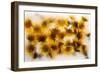 Frozen Dandelion Flower Petals Showing Delicate Colours and Textures-Hawk-Williamson-Framed Photographic Print