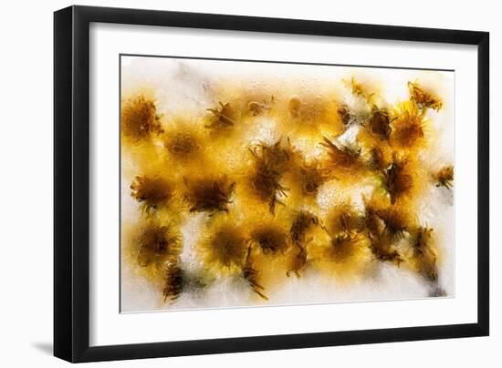 Frozen Dandelion Flower Petals Showing Delicate Colours and Textures-Hawk-Williamson-Framed Photographic Print