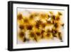 Frozen Dandelion Flower Petals Showing Delicate Colours and Textures-Hawk-Williamson-Framed Photographic Print