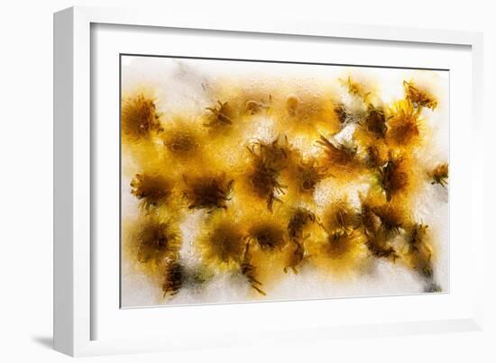 Frozen Dandelion Flower Petals Showing Delicate Colours and Textures-Hawk-Williamson-Framed Photographic Print