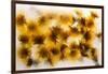 Frozen Dandelion Flower Petals Showing Delicate Colours and Textures-Hawk-Williamson-Framed Photographic Print