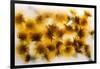 Frozen Dandelion Flower Petals Showing Delicate Colours and Textures-Hawk-Williamson-Framed Photographic Print
