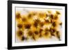 Frozen Dandelion Flower Petals Showing Delicate Colours and Textures-Hawk-Williamson-Framed Photographic Print