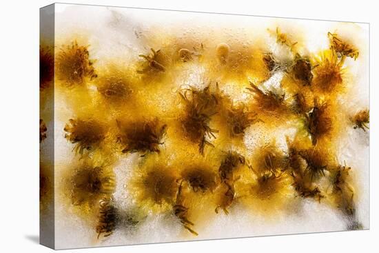 Frozen Dandelion Flower Petals Showing Delicate Colours and Textures-Hawk-Williamson-Stretched Canvas