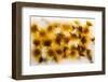 Frozen Dandelion Flower Petals Showing Delicate Colours and Textures-Hawk-Williamson-Framed Photographic Print