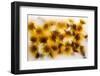 Frozen Dandelion Flower Petals Showing Delicate Colours and Textures-Hawk-Williamson-Framed Photographic Print