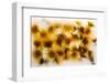 Frozen Dandelion Flower Petals Showing Delicate Colours and Textures-Hawk-Williamson-Framed Photographic Print