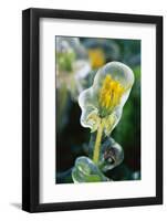 Frozen Dandelion-Darrell Gulin-Framed Photographic Print