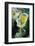 Frozen Dandelion-Darrell Gulin-Framed Photographic Print