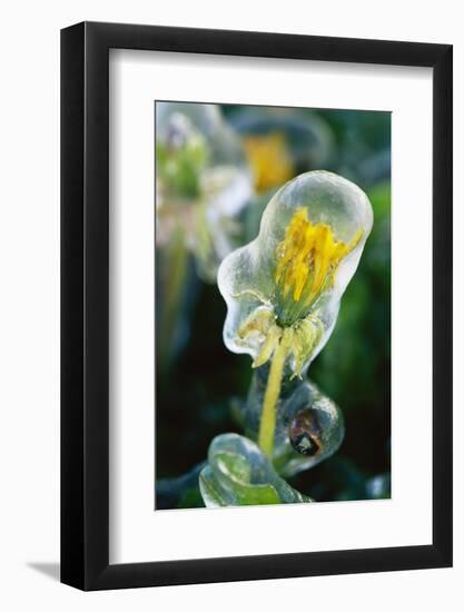Frozen Dandelion-Darrell Gulin-Framed Photographic Print