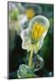 Frozen Dandelion-Darrell Gulin-Mounted Photographic Print