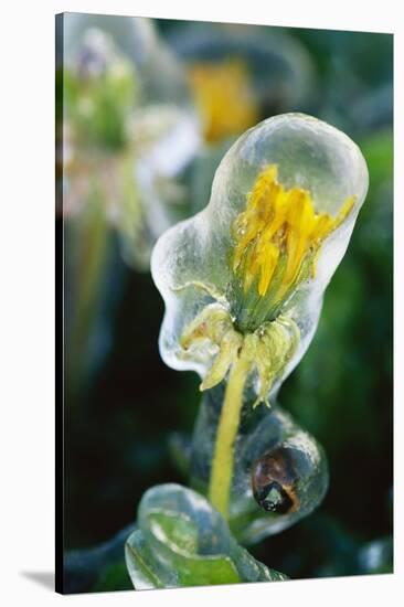 Frozen Dandelion-Darrell Gulin-Stretched Canvas