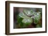 Frozen droplets on a plant leaf-Paivi Vikstrom-Framed Photographic Print