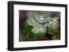 Frozen droplets on a plant leaf-Paivi Vikstrom-Framed Photographic Print