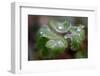 Frozen droplets on a plant leaf-Paivi Vikstrom-Framed Photographic Print