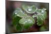 Frozen droplets on a plant leaf-Paivi Vikstrom-Mounted Photographic Print