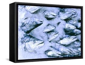Frozen Fish at the Market in Malpe, Near Udupi, State of Karnataka, South India-Paul Harris-Framed Stretched Canvas