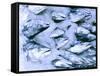 Frozen Fish at the Market in Malpe, Near Udupi, State of Karnataka, South India-Paul Harris-Framed Stretched Canvas