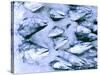 Frozen Fish at the Market in Malpe, Near Udupi, State of Karnataka, South India-Paul Harris-Stretched Canvas
