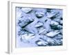 Frozen Fish at the Market in Malpe, Near Udupi, State of Karnataka, South India-Paul Harris-Framed Photographic Print