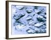 Frozen Fish at the Market in Malpe, Near Udupi, State of Karnataka, South India-Paul Harris-Framed Photographic Print