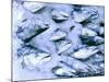 Frozen Fish at the Market in Malpe, Near Udupi, State of Karnataka, South India-Paul Harris-Mounted Photographic Print