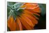 Frozen flower petals, orange marigold on a dark background-Paivi Vikstrom-Framed Photographic Print