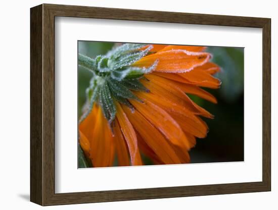 Frozen flower petals, orange marigold on a dark background-Paivi Vikstrom-Framed Photographic Print