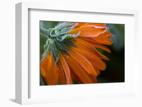 Frozen flower petals, orange marigold on a dark background-Paivi Vikstrom-Framed Photographic Print