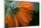 Frozen flower petals, orange marigold on a dark background-Paivi Vikstrom-Mounted Photographic Print