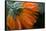 Frozen flower petals, orange marigold on a dark background-Paivi Vikstrom-Framed Stretched Canvas