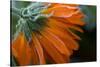 Frozen flower petals, orange marigold on a dark background-Paivi Vikstrom-Stretched Canvas