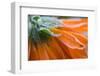 Frozen flower petals, orange marigold-Paivi Vikstrom-Framed Photographic Print