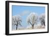 Frozen Fog I-Tammy Putman-Framed Photographic Print