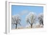 Frozen Fog I-Tammy Putman-Framed Photographic Print