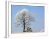 Frozen Fog II-Tammy Putman-Framed Photographic Print