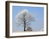 Frozen Fog II-Tammy Putman-Framed Photographic Print