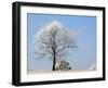 Frozen Fog II-Tammy Putman-Framed Photographic Print