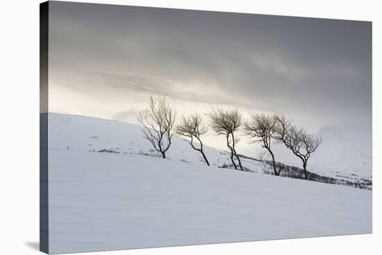 Frozen Hills-Andreas Stridsberg-Stretched Canvas