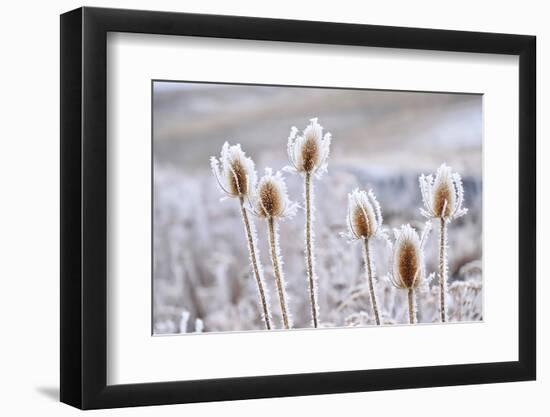 Frozen Icy Flowers in Winter. Rime or Hoar Frost on Teasel (Dipsacus Sylvestris) on Foggy Winter Da-null-Framed Photographic Print