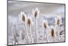 Frozen Icy Flowers in Winter. Rime or Hoar Frost on Teasel (Dipsacus Sylvestris) on Foggy Winter Da-null-Mounted Photographic Print