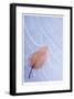Frozen Leaf in Ice-Donald Paulson-Framed Giclee Print