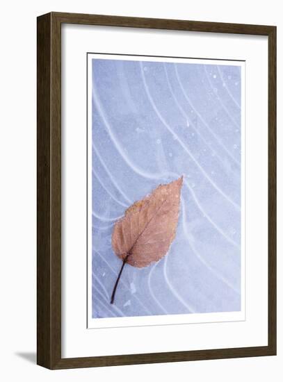 Frozen Leaf in Ice-Donald Paulson-Framed Giclee Print